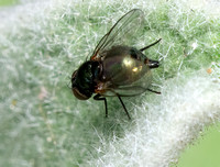 Leaf-miner fly - Unidentified sp.