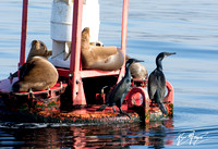 Audubon Pelagic Trip out of Marina del Rey Feb-11-2018