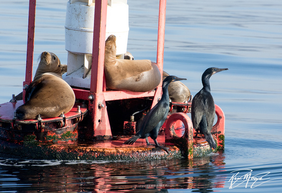 Brandt's Cormorant - Phalacrocorax penicillatus, California sea lion - Zalophus californianus