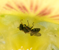 Oxybelus Wasps - Oxybelus sp.