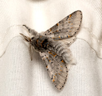 Furcula Moth - Furcula cinereoides