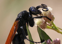 Tarantula Hawk 1 - Pepsis sp.