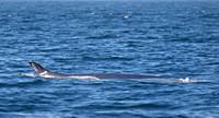 Fin Whale- Balaenoptera physalus