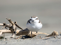 Snowy Plover - Anarhynchus nivosus