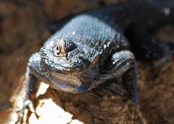 Great Basin Fence Lizard - Sceloporus occidentalis longipes