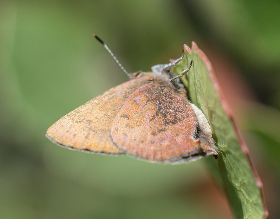Brown Elfin - Callophrys augustinus