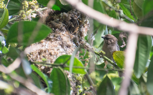 Bushtit - Psaltriparus minimus