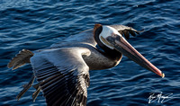 Brown Pelican - Pelecanus occidentalis