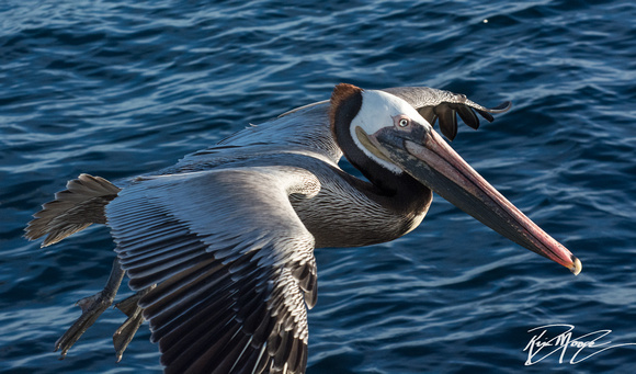 Brown Pelican - Pelecanus occidentalis