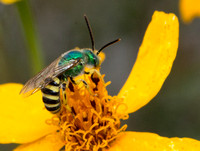 Striped Sweat Bee - Agapostemon subtilior