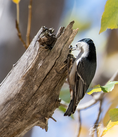 White-breasted Nuthatch - Sitta carolinensis