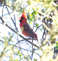 Northern Cardinal - Cardinalis cardinalis
