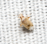 Plant bug - Parthenicus sp