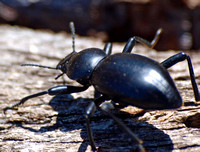 Darkling beetle - Coelocnemis sp.