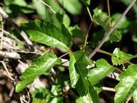 Poison Oak