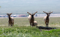 Tule Elk - Cervus canadensis ssp. nannodes