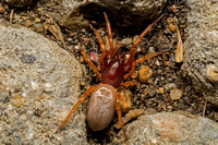 Woodlouse hunter - Dysdera crocata