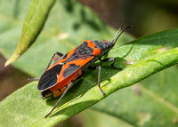 Small milkweed bug - Lygaeus kalmii