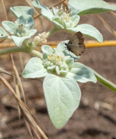 Ceraunus Blue - Hemiargus ceraunus