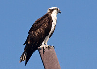 Osprey - Pandion haliaetus