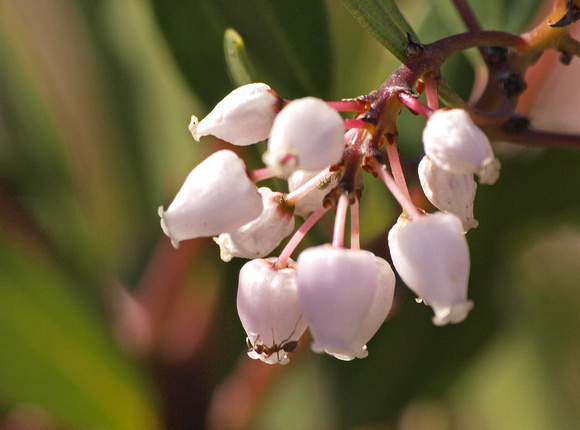 Manzanita - Arctostaphylos sp.