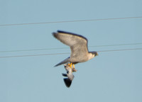 Peregrine Falcon - Falco peregrinus with prey