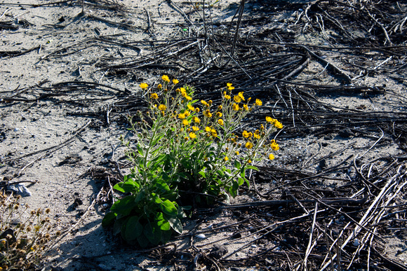 Telegraph-weed - Heterotheca grandiflora