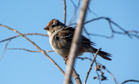 White-crowned Sparrow -  Zonotrichia leucophyrs