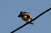 American Kestrel - Falco sparverius, Western Fence Lizard - Sceloporus occidentalis