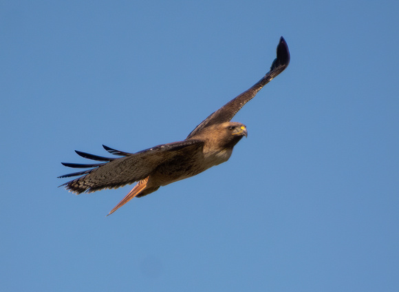 Red-tailed Hawk - Buteo jamaicensis