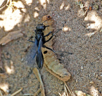 Cutworm wasp - Podalonia sp.