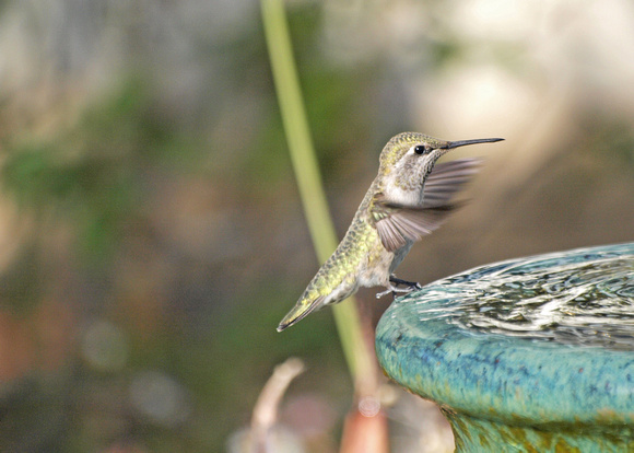 Anna's Hummingbird - Calypte anna