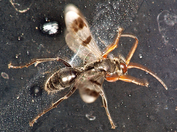 Spider wasp 3 - Dipogon calipterus