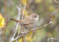 House Wren - Troglodytes aedon