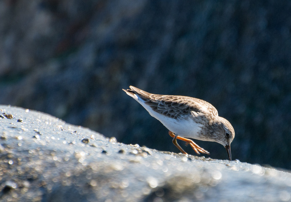 Least Sandpiper - Calidris minutilla
