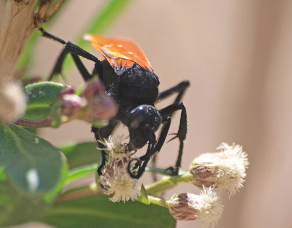 Tarantula Hawk 1 - Pepsis sp.