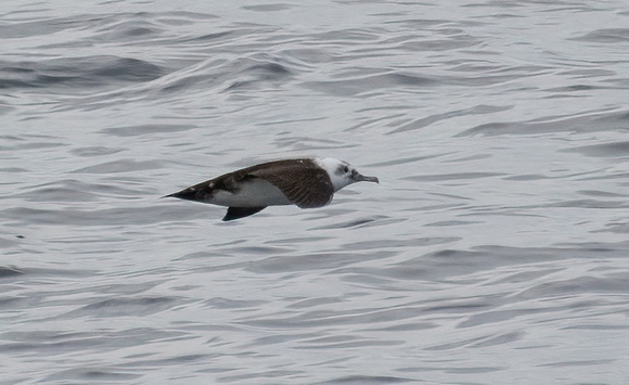 Black-vented Shearwater - Puffinus opisthomelas (leucistic)
