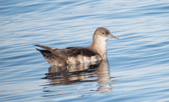 Black-vented Shearwater - Puffinus opisthomelas