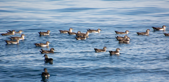 Black-vented Shearwater - Puffinus opisthomelas