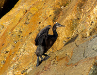 Brandt's Cormorant - Urile penicillatus