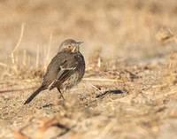 Sage Thrasher - Oreoscoptes montanus