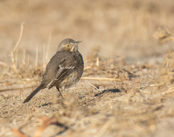 Sage Thrasher - Oreoscoptes montanus