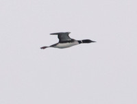 Common Loon - Gavia immer