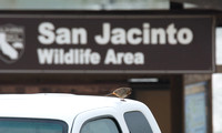 San Jacinto Wildlife Area, Riverside County February 2023