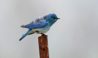 Mountain Bluebird - Sialia currucoides