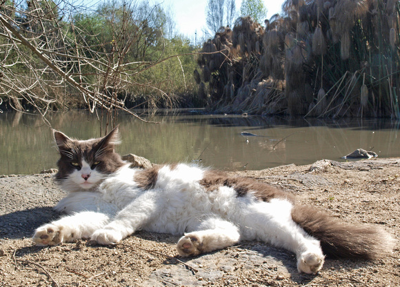 At the Cat (formerly Duck) Pond