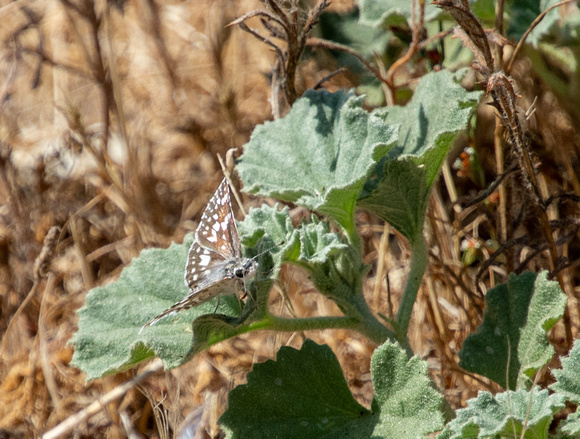 White checkered-skipper - Burnsius albescens