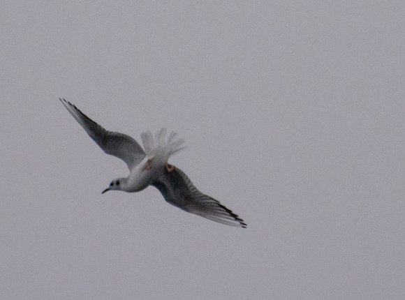 Bonaparte's Gull - Chroicocephalus philadelphia