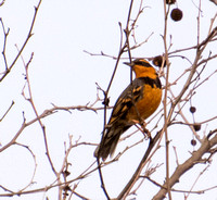 Varied Thrush - Ixoreus naevius