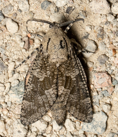 Carpenterworm Moth - Prionoxystus robiniae